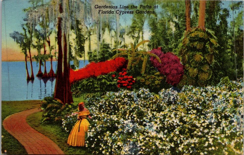 Gardenias Line The Paths of Florida Cypress Gardens Vintage Postcard SP17-25